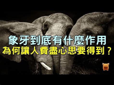 猛獁象牙功效|【猛獁象牙功效】探索猛獁象牙的驚人功效：強身健體，益智明心。